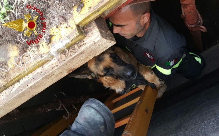 I Vigili del Fuoco salvano un cane caduto in un fosso in via Bainsizza