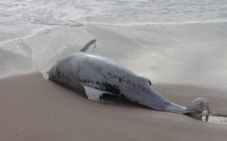 La foto: ritrovato un delfino spiaggiato a Santa Margherita di Pula