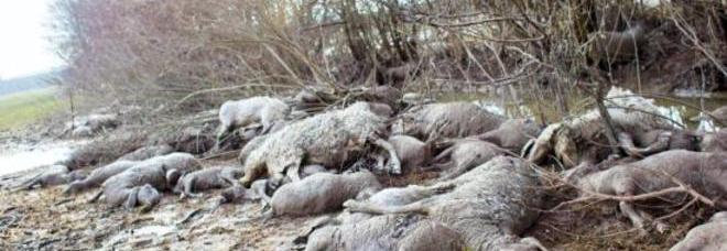 Flumini di Quartu: esonda il fiume, gregge di pecore travolto dall’acqua