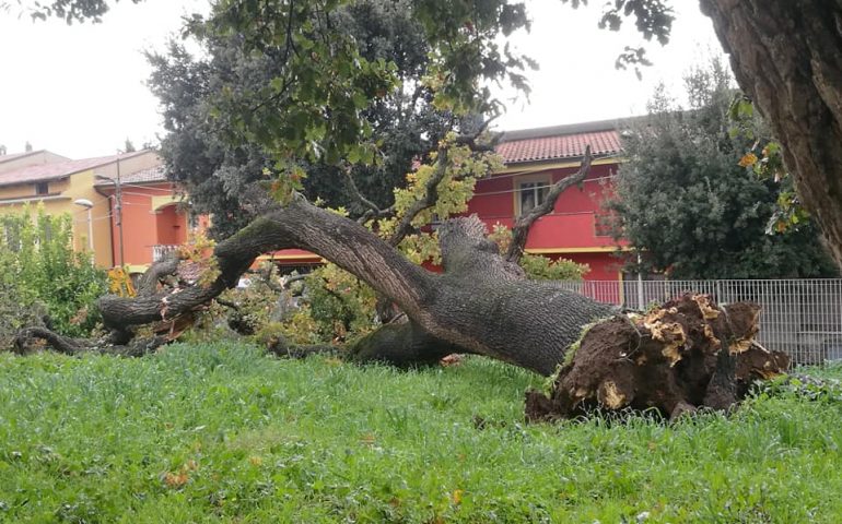 Crolla una quercia secolare a Orroli, tragedia sfiorata