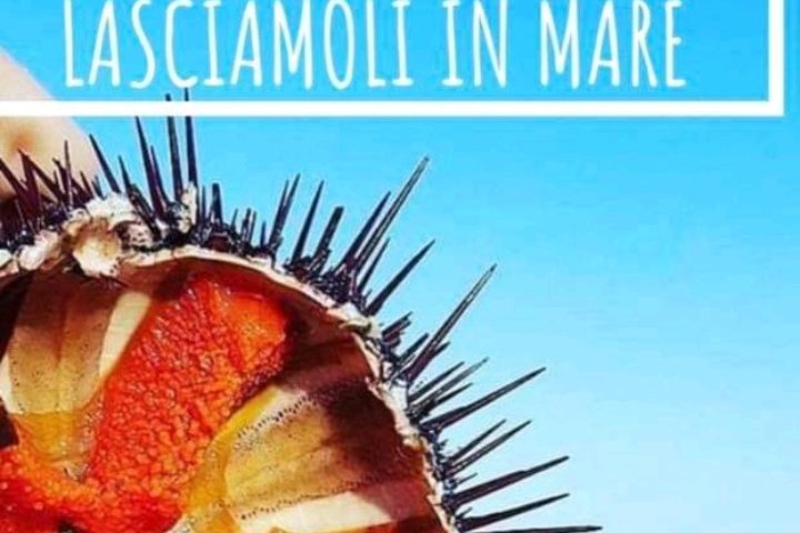 Tutti pazzi per i ricci ma i fondali si stanno impoverendo: mangiarli o far ripopolare il mare?