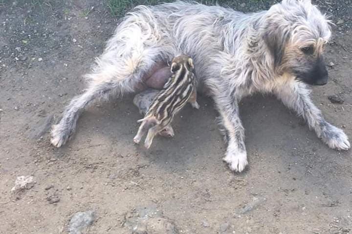 Il cinghiale orfano allattato da un pastore fonnese: la foto fa il giro del web