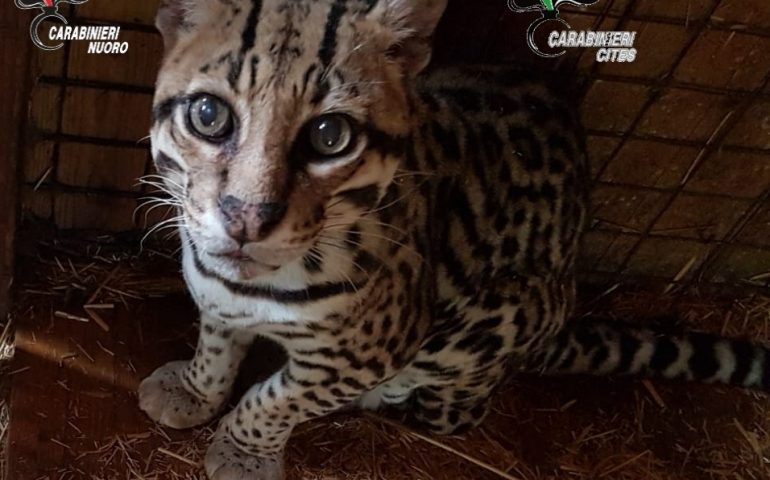 Dorgali, gattopardo maltrattato e senza autorizzazioni. Nei guai due persone