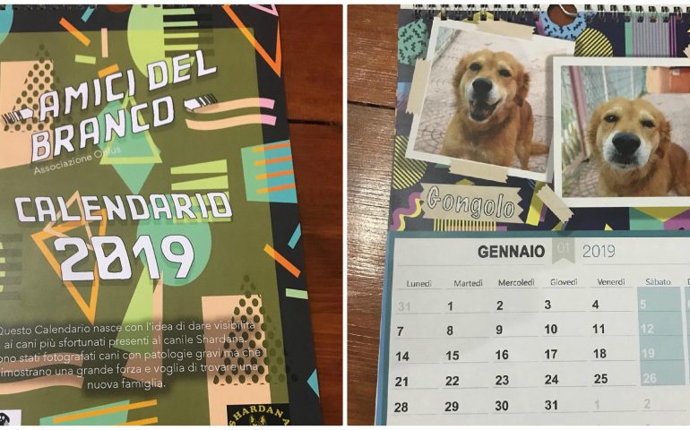 Gongolo, Polpetto, Bernie e i cani e gatti disabili protagonisti del calendario 2019 dell’associazione Amici del Branco