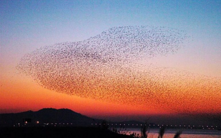 L’incredibile danza degli storni al calar del sole: arriva il freddo (VIDEO)