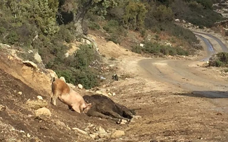 Peste suina in Ogliastra. Abbattuti a Urzulei 167 maiali allo stato brado illegale