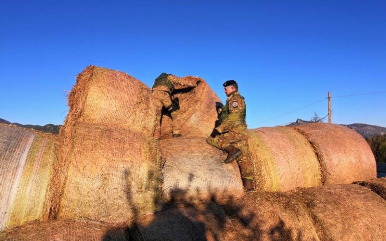 Siniscola. Marijuana fra le rotoballe di fieno, denunciato il proprietario dell’ovile