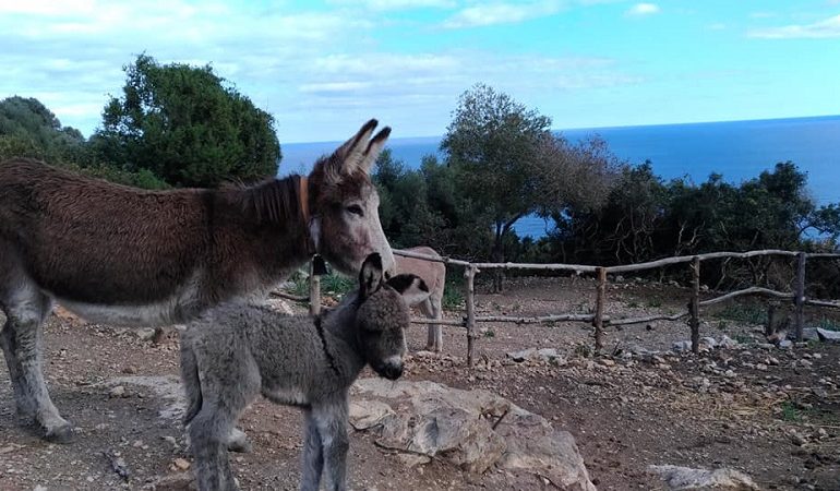 La foto. Fiocco rosa a Baunei: è nata Tittia, un’asinella grigia