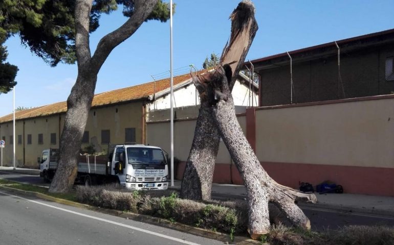 Crolla un grosso albero davanti a via Pessagno, la recente potatura ha evitato il peggio