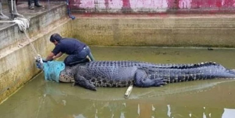 Scienziata dà da mangiare a Merry, un enorme coccodrillo, ma muore sbranata dall’animale
