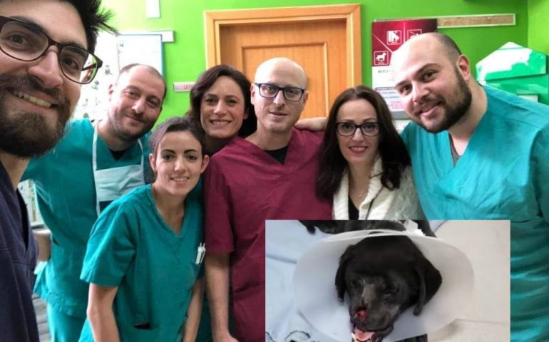 Lieto fine per Peppino, il cane con il muso ferito da balordi con un petardo