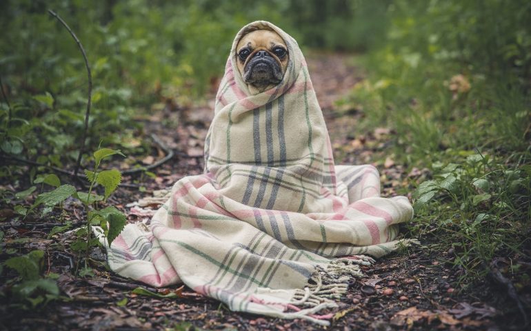 Cappottino sì, cappottino no? I consigli delle guardie eco-zoofile per proteggere i cani da gelo e neve