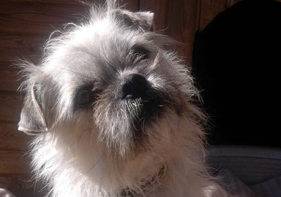 Cane Giovannino, l’ennesimo figlio della strada. Recuperato magro e impaurito, in cerca di casa