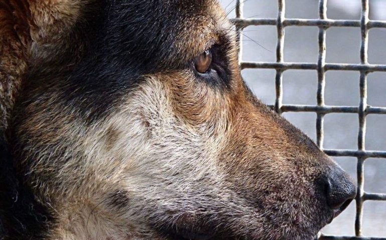Canile di Quartu: “Il Comune vuole deportare i cani”. Elena Pisu comincia la battaglia