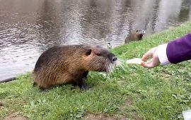 Una nutria