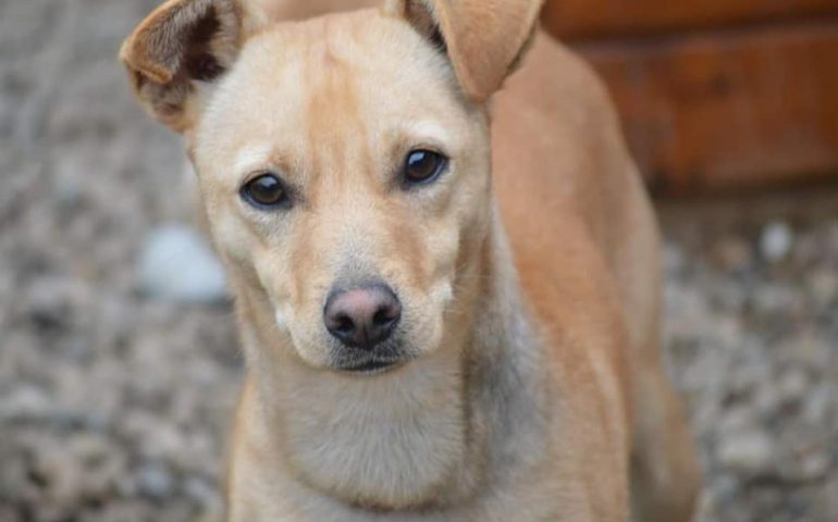 John cerca casa (ne aveva trovata una ma ha fatto ritorno al rifugio): adorabile e simpaticissimo, in cerca di adozione