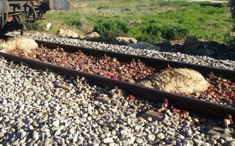 Gregge di pecore travolto da un treno sulla Macomer-Cagliari