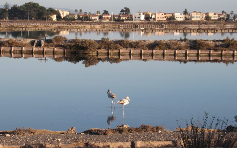 La foto del giorno. Alle Saline due pulli si godono la pace di un tiepido pomeriggio invernale