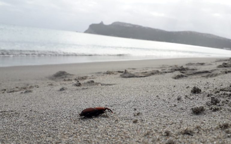 Un punteruolo rosso passeggia al Poetto, sta scegliendo su quale palma pranzare?