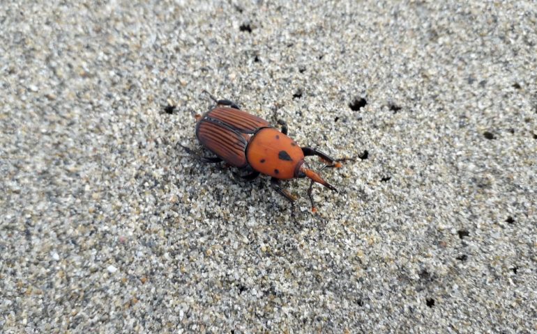 Lotta al punteruolo rosso: trattamenti nelle palme di Cagliari