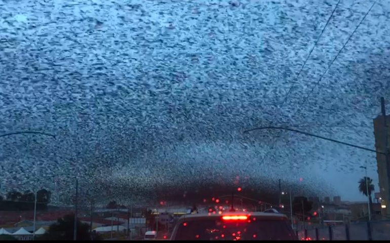 Cagliari, il volo degli storni all’alba in viale Marconi (VIDEO)