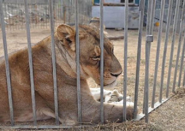 Anche Sanluri dice no agli spettacoli con animali selvatici ed esotici