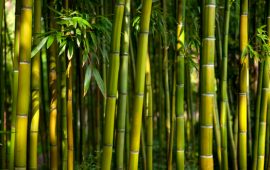 Bamboo