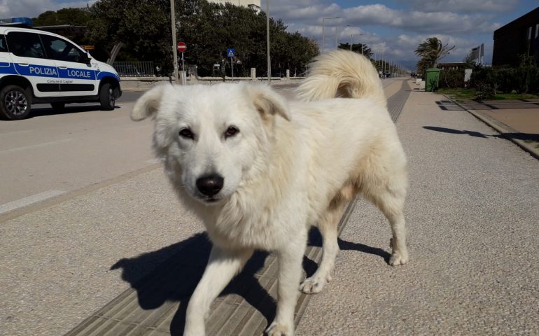 Cagnone bianco trovato al Poetto, docile e senza collare girava vicino all’ex Ospedale Marino