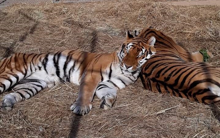 Il Circo Bellucci risponde al Sindaco di Sanluri: «I nostri animali stanno bene, ricevono le migliori cure»