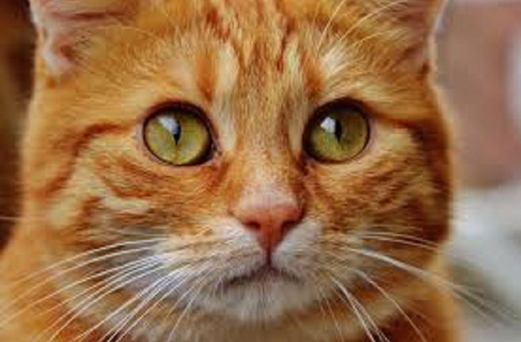 Il 17 febbraio è la Festa Nazionale del Gatto. I nostri felini preferiti festeggiati oggi con dediche e foto