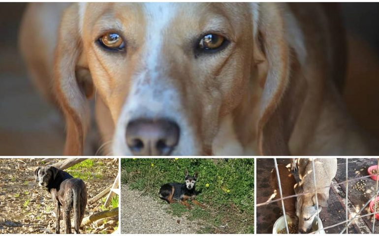 L’amato padrone non uscirà più dall’ospedale e loro, 8 cani, cercano con urgenza una casa