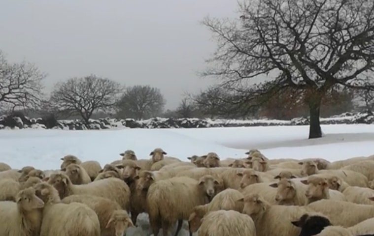 Due agnellini appena nati sotto la neve nel VIDEO di Gabriele Doppiu