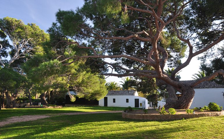 16 febbraio 1867: Garibaldi pianta a Caprera uno splendido pino per la nascita di sua figlia Clelia