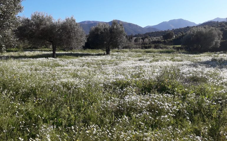 La foto. La primavera è alle porte: campi fioriti tra gli uliveti a Gonnosfanadiga