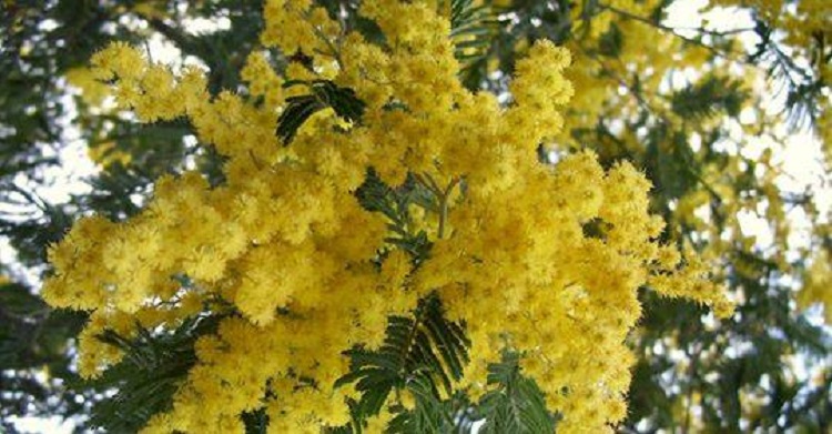 Giornata della Donna. L’8 marzo e le Mimose: sapete quando la pianta è arrivata in Europa e quante varietà ne esistono?