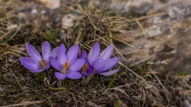 Lo sapevate? Qualche curiosità sullo zafferano, splendido e prezioso fiore viola dal bulbo velenoso