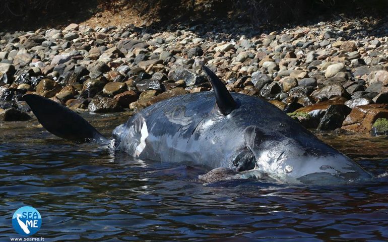 Giovane capodoglio spiaggiato a Cala Romantica: aveva 22 chili di plastica nello stomaco