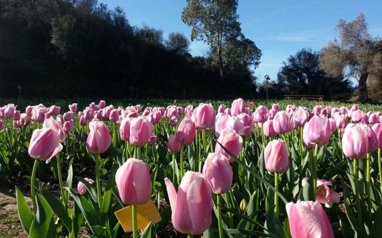 Tulipani in Sardegna 2018