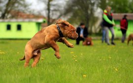 Un cane in un parco cittadino - Foto Jan Stainer (Pixabay)