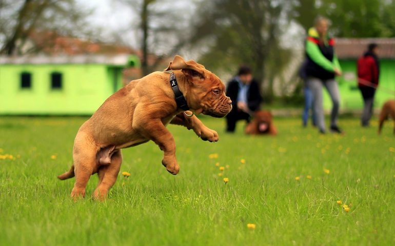 Un cane in un parco cittadino - Foto Jan Stainer (Pixabay)