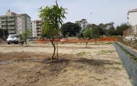 Un frutteto tropicale a Is Mirrionis alberi di mango tra via Mandrolisai e via Sarrabus (1)