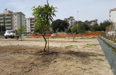 Un frutteto tropicale a Is Mirrionis alberi di mango tra via Mandrolisai e via Sarrabus (1)