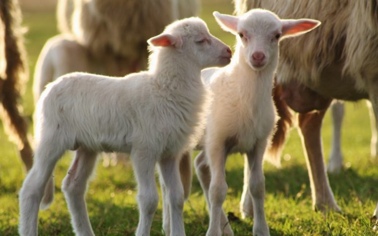 A Pasqua in Sardegna si mangeranno circa 20mila agnelli isolani