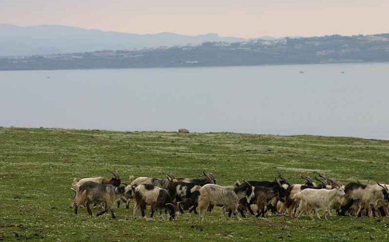 Troppe capre sull’isola dell’Asinara, comprometterebbero l’equilibrio ambientale del Parco nazionale