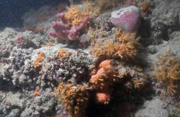 barriera corallina puglia repubblica