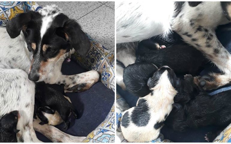 Abbandonata incinta sulla SS 125: mamma cagnetta e 7 cuccioli in cerca di casa