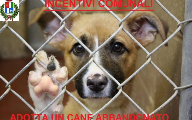 Mandas: contributi annui a chi adotterà un cane dal canile convenzionato