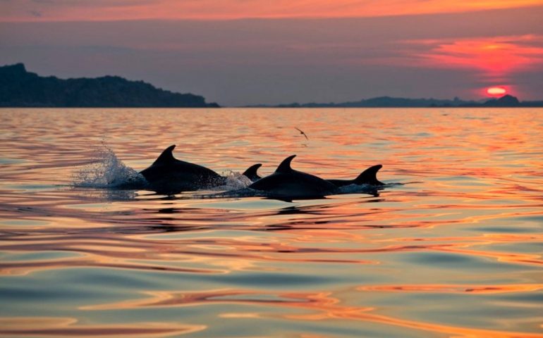 La foto. Delfini al tramonto nell’arcipelago de La Maddalena: lo splendido scatto di Mirko Ugo