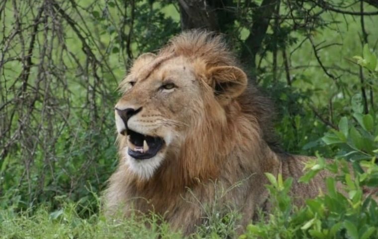 Sbranato dal leone che teneva (senza autorizzazione) nel giardino di casa, muore 33enne