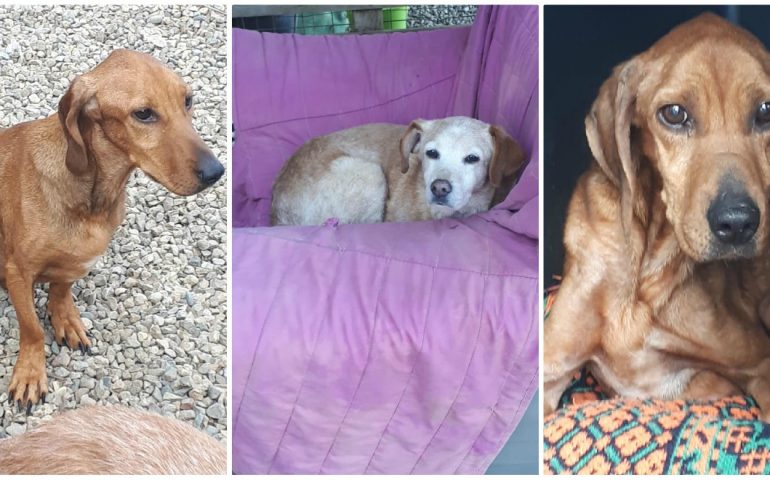 Il rifugio La Casa di Bingo ha aperto le porte a 3 dei 5 cani soli e malati: estrema necessità di aiuto